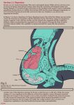  aircraft ambiguous_gender anatomy anthro diagram digestion duo english_text grayviz hi_res information internal living_aircraft living_machine living_vehicle machine organs scalie text vehicle vore 