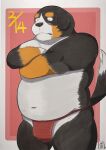  2022 absurd_res anthro asian_clothing belly bernese_mountain_dog black_body black_nose blush brown_body canid canine canis clothing domestic_dog east_asian_clothing fundoshi hi_res japanese_clothing kemono male mammal molosser mountain_dog navel overweight overweight_male pol6473 red_clothing red_fundoshi red_underwear solo swiss_mountain_dog underwear white_body 