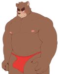  2022 anthro asian_clothing belly blush brown_body bulge clothing east_asian_clothing fundoshi hayataohalada hi_res humanoid_hands japanese_clothing kemono male mammal moobs musclegut nipples overweight overweight_male red_clothing red_fundoshi red_underwear simple_background solo underwear ursid white_background 