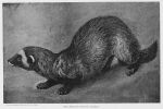  1903 20th_century 3:2 ambiguous_gender ancient_art claws common_ferret english_text feral greyscale harry_johnston mammal monochrome mustela mustelid musteline nude public_domain quadruped simple_background solo species_name text toe_claws traditional_media_(artwork) true_musteline whiskers 