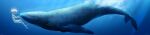  1other blue_background blue_theme mullmull02 original signature solo underwater whale white_hair wide_image 