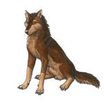  2016 amber_eyes anatomically_correct animal_genitalia balls brown_body brown_fur canid canine canis claws feral fully_sheathed fur genitals karn_(karn_the_wolf) looking_away male mammal quadruped sheath simple_background sitting solo thespoonylynx traditional_media_(artwork) white_background wolf 