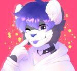  anonymous_artist anthro clothing collar felid grey_body hair hi_res hoodie male mammal pantherine purple_eyes purple_hair snow_leopard solo taiga_(shulbie) topwear white_body 