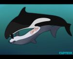  5:4 animal_genitalia animal_penis black_bars black_body bodily_fluids bottlenose_dolphin bulge captein carina_(vulumar) cetacean cetacean_penis cetacean_pussy cum cum_inside delphinoid duo ejaculation faren_(vulumar) female feral fin flukes from_front_position genital_fluids genitals grey_body heaviside&#039;s_dolphin hi_res hybrid letterbox lying male male/female mammal marine missionary_position nipples oceanic_dolphin on_back penetration penis purple_eyes pussy sex size_difference tapering_penis toothed_whale underwater underwater_sex vaginal vaginal_penetration water white_body yellow_eyes 
