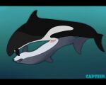  5:4 animal_genitalia animal_penis black_bars black_body bottlenose_dolphin bulge captein carina_(vulumar) cetacean cetacean_penis cetacean_pussy delphinoid duo faren_(vulumar) female feral fin flukes from_front_position genitals grey_body heaviside&#039;s_dolphin hi_res hybrid letterbox lying male male/female mammal marine missionary_position nipples oceanic_dolphin on_back penetration penis purple_eyes pussy sex size_difference tapering_penis toothed_whale underwater underwater_sex vaginal vaginal_penetration water white_body yellow_eyes 