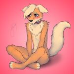  absurd_res anthro canid canine canis collar domestic_dog fur furfy girly hair hi_res looking_away male mammal simple_background sitting solo yat1kk 