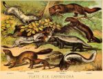  1880 19th_century ambiguous_gender ancient_art badger black_body black_fur brown_body brown_fur common_ferret digitigrade domestic_ferret english_text feral fur group gulonine honey_badger hooded_skunk lagomorph least_weasel leporid mammal marten mephitid multicolored_body multicolored_fur mustela mustelid musteline nude open_mouth outside pine_marten plant predator/prey public_domain quadruped sable_(marten) side_view skunk species_name stoat text traditional_media_(artwork) tree true_musteline two_tone_body two_tone_fur unknown_artist white_body white_fur 