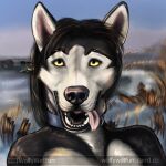  alaskan_malamute canid canine canis costal digital_media_(artwork) domestic_dog happy hi_res mammal nordic_sled_dog nude painting portrait solo spitz tongue tongue_out wolfywetfurr_(artist) yellow_eyes 