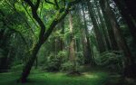  16:10 branch cloud forest forest_background green_leaves hi_res jungle jungle_background leaf nature nature_background outside plant simple_background sky tree tree_trunk trunk widescreen zero_pictured 