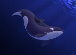  cetacean delphinoid female feral hi_res mammal marine oceanic_dolphin ollydolphin orca solo toothed_whale water 