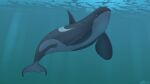  absurd_res cetacean delphinoid feral hi_res male mammal marine oceanic_dolphin ollydolphin orca solo toothed_whale water 