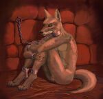  2020 ankle_cuffs anthro arms_on_legs balls bdsm bondage bound brown_body brown_eyes brown_fur caelum_(skythe) canid canine canis chain chained collar coywolf crossed_arms cuff_(restraint) dungeon ears_up eye_scar facial_scar fur genitals hi_res hybrid inside looking_forward male mammal mitokep nude restraints scar shackles sitting slave solo straw submissive submissive_male wall_(structure) white_body white_fur wrist_cuffs 