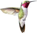  animal_focus bird closed_mouth flying from_side full_body highres hummingbird no_humans original tinylongwing transparent_background 