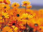  blurred_background flower garden group invalid_tag orange_flower pasture plant simple_background sky zero_pictured 