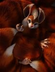  4_fingers ano_delta anthro claws covering covering_self cozy eyelashes female fingers fur hi_res hoodwink_(dota) looking_at_viewer mammal on_tail red_body red_fur rodent sciurid solo tail_tuft tree_squirrel tuft video_games white_body 