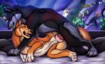  black_body black_fur black_nose brown_eyes brown_nose canid canine duo_focus erection fangs female female_penetrated feral feral_on_feral feral_penetrated feral_penetrating feral_penetrating_feral fur grey_body grey_fur group hi_res killthe_demon kulta_(killthe_demon) male male/female male_penetrating male_penetrating_female mammal markings open_mouth orange_body orange_eyes orange_fur penetration penile penile_penetration penis_in_pussy pink_tongue red_markings sex side_view sitka_(rallan) teeth tongue vaginal vaginal_penetration white_body white_fur 