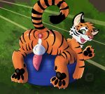  animal_genitalia balls bilebubble butt digital_media_(artwork) erection felid feral fur genitals lego looking_at_viewer male mammal open_mouth pantherine penis plug_(sex_toy) sex_toy simple_background smile solo tiger tongue 