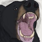 ambiguous_gender bear black_bear bodily_fluids digital_media_(artwork) fangs gaping_mouth hgythshs hi_res looking_at_viewer mammal mouth_shot open_mouth presenting_mouth saliva snout solo teeth throat tongue ursine