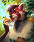 ailurid anthro artist_name black_hair blep blue_sky bust_portrait cheek_tuft clothed clothing facial_tuft fangs food fruit fur glistening glistening_eyes hair hi_res holding_food holding_object inner_ear_fluff looking_at_viewer male male_anthro mammal marie_merkh markings mouth_closed multicolored_hair orange_(fruit) orange_markings outside plant portrait purple_eyes purple_hair purple_inner_ear_fluff purple_tongue red_body red_fur red_panda signature sky solo teeth text tongue tongue_out topwear tuft two_tone_hair white_body white_clothing white_fur white_topwear