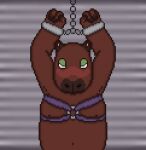  ambiguous_gender anthro bdsm bondage bound brown_body brown_fur capybara caviid chubby_anthro cuff_(restraint) fur green_eyes harness head_down humanoid looking_at_viewer mammal nipples restraints rodent shy slightly_chubby solo solo_focus toridiaz 