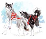 2014 ambiguous_gender blue_eyes brown_eyes canid canine canis collar domestic_dog duo feral fur harness hi_res husky leash mammal nordic_sled_dog outside painting_(artwork) sibaketsu snow spitz tail traditional_media_(artwork) traditional_painting_(artwork) traditional_watercolor_(artwork) watercolor_(artwork) winter