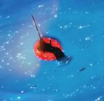  album-aurum bubble_print crown eyed_silhouette full_body highres imu_(one_piece) ocean one_piece red_eyes silhouette solo swim_ring tall_crown 