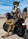  2022 4_toes anthro barefoot black_nose breasts brown_body brown_fur brown_hair canid canine canis claws cleavage clothed clothing coyote desert feet female fingerless_gloves fur gloves hair handwear hi_res hindpaw humanoid_hands mammal motorcycle one-piece_swimsuit outside paws pinup pose sahara_(nicnak044) signature skimpy smile solo swimwear thelivingshadow toe_claws toes vehicle 