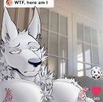  black_nose canid canine canis cover_them_up_slut fur hi_res male mammal meme moobs muscular nipples solo unknown_character white_body white_fur wolf zenuwu 