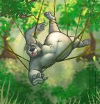  2022 4_fingers 4_toes anthro baloo belly big_belly branch chubby_anthro chubby_male claws disney entangled fangs feet fingers fur grass hair leaf light looking_down male mammal navel nude open_mouth outside overweight overweight_anthro overweight_male plant reaching_out reaching_towards_viewer slightly_chubby solo sunlight suspension the_jungle_book themorghull toes tongue tree ursid vines 
