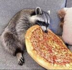  ambiguous_gender duo feral food invalid_tag male mammal pizza procyonid raccoon real_fake solo 