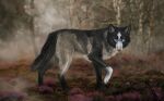  2022 ambiguous_gender black_body black_fur canid canine canis day detailed_background digital_media_(artwork) feral forest fur grass green_eyes grey_body grey_fur mammal moss muns11 outside plant solo tree white_body white_fur wolf 