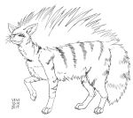 2017 4_toes aardwolf ambiguous_gender black_and_white chest_tuft claws dated feet feral fluffy fluffy_tail fur hyaenid inner_ear_fluff leg_tuft mammal mane markings monochrome pawpads paws quadruped side_view signature skyelegs solo striped_body striped_fur striped_legs striped_markings striped_tail stripes tail_markings toes tuft whiskers 
