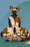  2022 african_wild_dog anthro athletic big_ears black_nose black_penis canid canine crouching erection fari_paredes fur fur_pattern fuzzy_tail genitals hands_behind_back hi_res male mammal multicolored_body multicolored_fur nipples nude orange_eyes penis presenting presenting_penis simple_background smile solo spread_legs spreading twistedteeth 