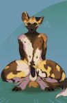  2022 african_wild_dog anthro athletic big_ears black_nose black_penis canid canine crouching fari_paredes flaccid fur fur_pattern fuzzy_tail genitals hands_behind_back hi_res male mammal multicolored_body multicolored_fur nipples nude orange_eyes penis presenting presenting_penis simple_background smile solo spread_legs spreading twistedteeth 
