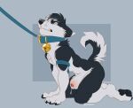  anatomically_correct anatomically_correct_genitalia anatomically_correct_penis animal_genitalia anthro balls black_body black_fur black_hair bodily_fluids canid canine canis crouching domestic_dog dripping dune_(krypted) fur genital_fluids genitals hair husky kingparked knot knot_in_sheath leash leash_pull male mammal muscular muscular_anthro muscular_male nordic_sled_dog penis penis_tip precum precum_drip sheath simple_background solo spitz white_body white_fur 