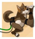  :3 air_inflation anthro belly big_belly boxers_(clothing) canid canine canis clothing coyote fig gt_grackle hi_res hose hose_in_butt hyper hyper_belly inflation male mammal simple_background solo sound_effects sweatband tail_tuft tuft underwear watermark 