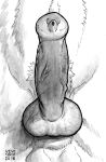  2018 ambiguous_form animal_genitalia animal_penis anthro balls black_and_white canid canine_penis dated erection genitals glistening glistening_genitalia glistening_penis knot male mammal monochrome penis penis_focus retracted_sheath sheath signature skyelegs solo urethra vein veiny_penis 