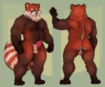  ailurid anthro butt fakeanna fluffy genitals giant_panda knot male mammal muscular nude penis pink_penis red_panda sheet_(disambiguation) slightly_chubby slightly_chubby_male solo thick_thighs ursid vein veiny_penis 
