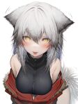  1girl :p absurdres animal_ears arknights black_swimsuit blush breasts casual_one-piece_swimsuit eyebrows_visible_through_hair fur-trimmed_jacket fur_trim grey_hair hair_between_eyes highres jacket looking_at_viewer medium_breasts off_shoulder official_alternate_costume one-piece_swimsuit open_clothes open_jacket projekt_red_(arknights) projekt_red_(light_breeze)_(arknights) red_jacket solo straight-on swimsuit tab_head tongue tongue_out upper_body white_background wolf_ears yellow_eyes 