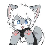  4_fingers anthro blue_eyes blush blush_lines canid canine canis cape chano chano_(character) chest_tuft clothing fingers fur grey_body grey_fur hair hi_res looking_at_viewer male mammal multicolored_body multicolored_fur open_mouth pawpads paws pink_inner_ear pink_nose simple_background solo striped_body striped_fur stripes tuft white_background white_body white_fur white_hair wolf 