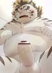 2022 absurd_res anthro balls belly big_belly blue_eyes blush censored erection felid genitals hi_res humanoid_genitalia humanoid_hands humanoid_penis kemono licho_(tas) lifewonders male mammal moobs overweight overweight_male pantherine penis pink_nose solo tiger tokyo_afterschool_summoners video_games white_body zuboboz 