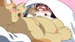  2022 ailurid anthro bed bedding blanket blush dokyudokyu1 duo furniture genitals hi_res humanoid_hands kemono lying male mammal moobs nipples oral overweight overweight_male penis red_panda 