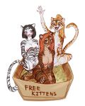  anthro big_breasts box breasts container digital_drawing_(artwork) digital_media_(artwork) felid feline female fur group hair happy hauringu mammal nipples nude pantherine playful shy simple_background small_breasts smile tiger tongue tongue_out trio 