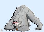  absurd_res anthro blep canid canine canis hi_res jack-o&#039;_pose kuma_richards male mammal muscular pose solo stretching tongue tongue_out trends wolf 