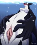  &lt;3 anthro blush breasts cetacean delphinoid featureless_breasts female genitals mammal marine nude oceanic_dolphin orca padawanko pussy solo spread_pussy spreading toothed_whale water 