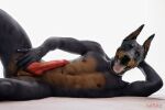  anthro canid canine canis collar dobermann domestic_dog eunuch genitals male mammal penis pinscher solo xaraz 