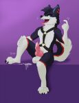  2021 anthro biped bodily_fluids genital_fluids genitals gloves_(marking) harness hi_res leaking_precum leg_markings male markings open_mouth penis precum signature simple_background sitting socks_(marking) solo tongue tysuga 