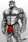  2022 abs anthro beard biceps big_muscles body_hair bulge chest_hair clothing deltoids dream_and_nightmare facial_hair felid fur grey_body grey_fur happy_trail hi_res jockstrap male mammal muscular muscular_male nipples pantherine pecs quads simple_background solo tiger underwear white_background 