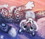  2022 4_toes ambiguous_gender black_spots blue_eyes digital_media_(artwork) feet felid feral flashw fur grey_body grey_fur looking_at_viewer mammal pantherine paws snow_leopard solo spots spotted_body spotted_fur toes 