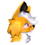  big_ears blep blush canid canine fluffy fluffy_chest fox fur fur_tuft hair lineless mammal markings mia_(kirsu) orange_body orange_fur realistic tongue tongue_out tuft whisker_markings whiskers white_body white_fur white_hair 